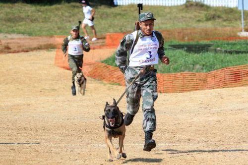 中国军犬vs日本军犬比赛