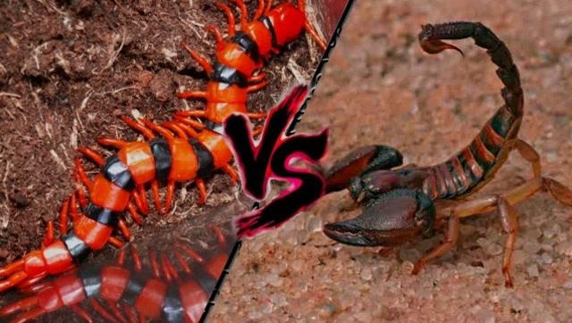 中国蜈蚣虫vs美国蝎子