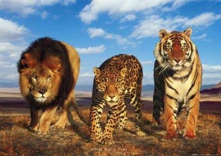 中国豹子vs老虎的相关图片