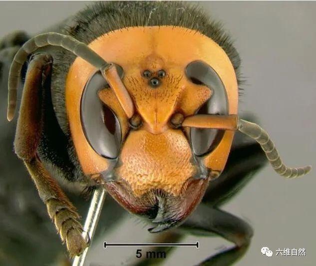 日本大黄蜂vs非洲杀人蜂的相关图片